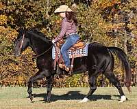 ranch-work-quarter-horse