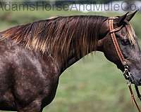 family-horse-tennessee-walking