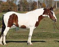 gaited-tennessee-walking-horse