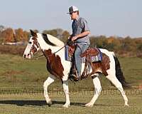 tennessee-walking-horse