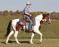 beginner-safe-tennessee-walking-horse