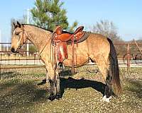 buckskin-star-lhrh-sock-horse