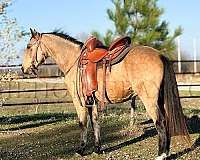 beautiful-buckskin-missouri-fox-trotter-horse