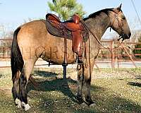 stocky-build-missouri-fox-trotter-horse