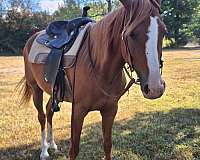 dependable-morgan-horse