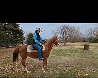 field-morgan-horse