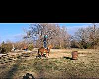 jump-morgan-horse