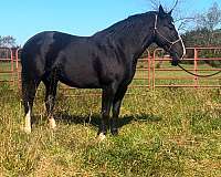 black-white-cross-draft-horse