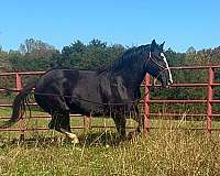 draft-horse-for-sale