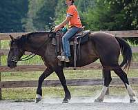 draft-horse