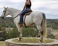 grey-western-dressag-horse