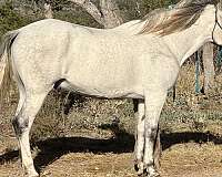 dappled-azteca-horse