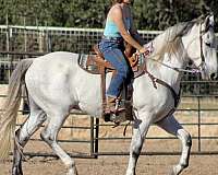 equitation-azteca-horse