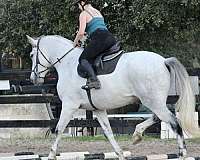 hunter-under-saddle-azteca-horse