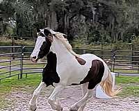 beautiful-mover-drum-horse