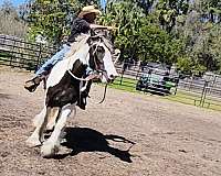 beginner-safe-kid-pony-drum-horse