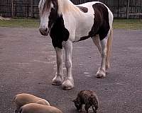 children-drum-horse