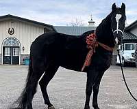 inches-tennessee-walking-horse