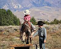 trail-obstacles-pony