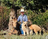 trail-obstacles-quarter-pony