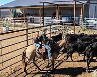 ranch-trail-quarter-pony