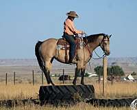 ranch-quarter-horse