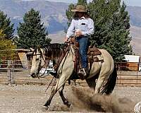 mounted-shooting-quarter-horse