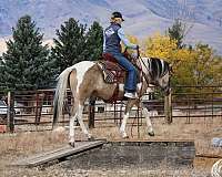 tobiano-horse