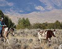 buckskin-tobiano-horse