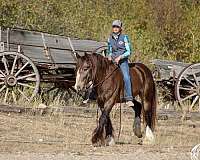 beginner-friendly-gypsy-vanner-horse