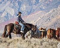 trail-obstacles-gypsy-vanner-horse