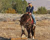 ranch-trail-gypsy-vanner-horse