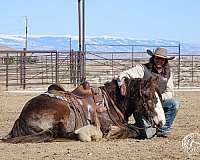 queen-horse-gypsy-vanner