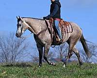 grey-freeze-brand-on-left-shoulder-horse