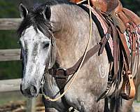 aqha-quarter-horse