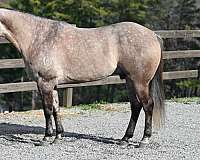 aqha-gelding-quarter-horse