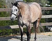 auction-quarter-horse