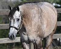 bid-quarter-horse