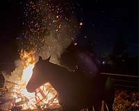 calf-roping-quarter-horse