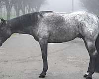 cutting-quarter-horse