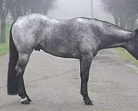 cutting-prospect-quarter-horse