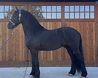 all-friesian-horse