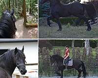 black-friesian-gelding