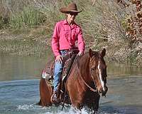 barrel-racing-quarter-horse