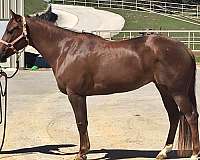 breeding-quarter-horse