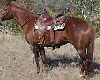 english-pleasure-quarter-horse