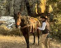 ranch-work-quarter-horse