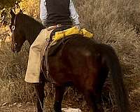 trail-riding-quarter-horse