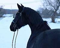 beauty-hanoverian-horse