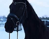 begginers-hanoverian-horse